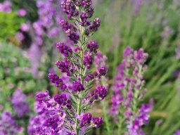 Selago canescens large panicle
